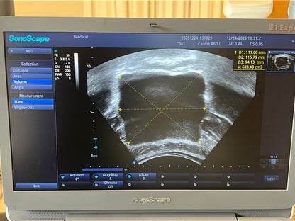 מכשיר אולטרסאונד יזיוטרפיסט